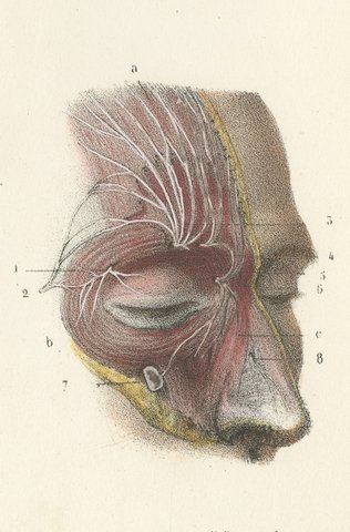 The Orbit and the Ophthalmic Nerve, Antique Hirschfeld Anatomy Print, 1866, view 6