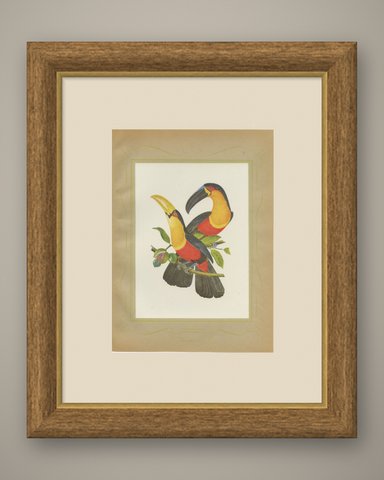 Toucans, Brazilian Bird Print, Descourtilz, 1944, shown framed