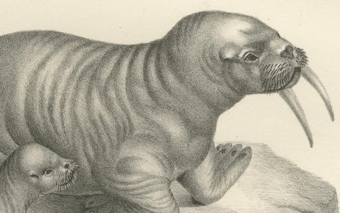 19th-Century Lithograph of Walruses in Arctic Habitat with Calf Illustration, close-up 5