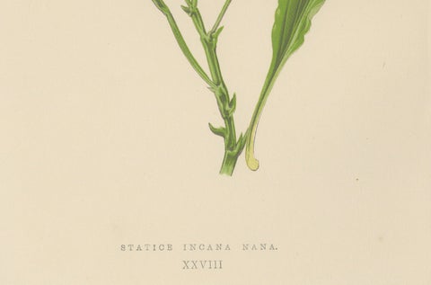 Alpine Botanical Lithograph of Dwarf Hoary Sea-lavender, 1874, close-up 2