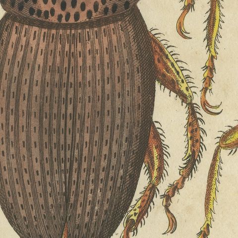 Grain Weevil Magnified Under the Microscope, Antique Bertuch Print, circa 1815, close-up 3