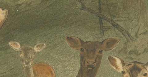Fallow Deer, Antique European Wildlife Chromolithograph, 1894, view 10