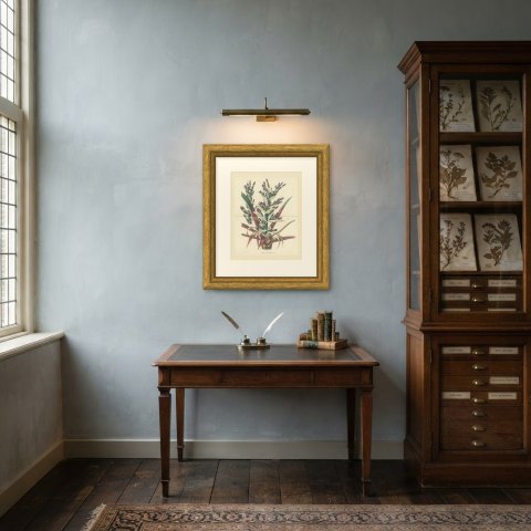 Bromelia Commeliniana, Flowering Bromeliad Chromolithograph, 1859, shown framed in a room