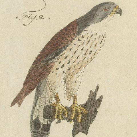 Falcons and Hawks including the Peregrine, Antique Bertuch Print, circa 1805, close-up 3