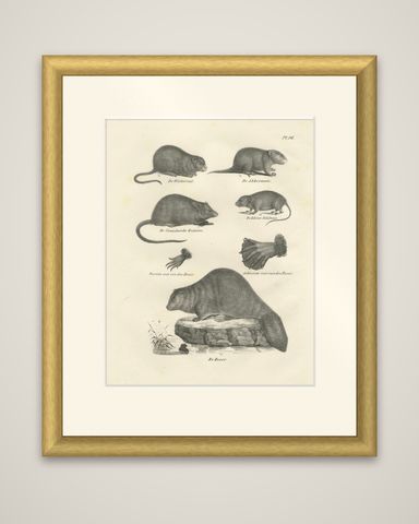 19th-Century Zoological Lithograph of Beavers, Muskrats and Field Mice, shown framed