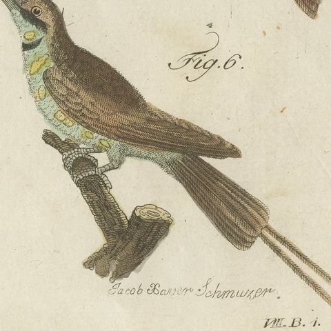 Royal Flycatcher and Bee-eaters, Antique Bertuch Print, Vienna, circa 1805, close-up 1