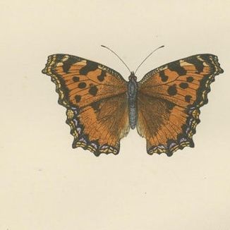 Metamorphosis in Motion: A Victorian Glimpse of British Butterflies, 1890, close-up 1