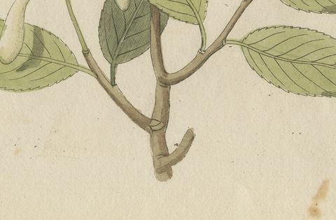Two Flowering Tree Branches, Antique Bertuch Print, circa 1805, close-up 2