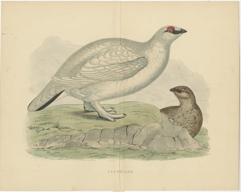 Original Antique Print of a Ptarmigan 'with centre fold', view 2