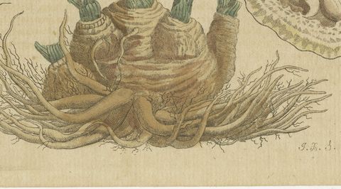 Chervil, Parsley and Celeriac Kitchen Herbs, Antique Bertuch Print, circa 1802, close-up 2