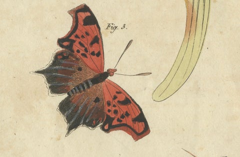 Original Antique Print of Exotic Moths and Butterflies by Bertuch, c. 1820, close-up 2