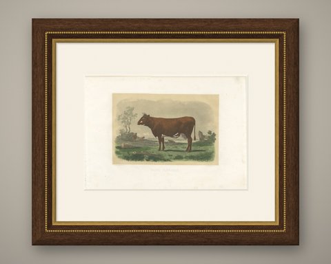 Flemish Cow, Antique French Cattle Print, Riffaut Heliogravure, 1873, shown framed