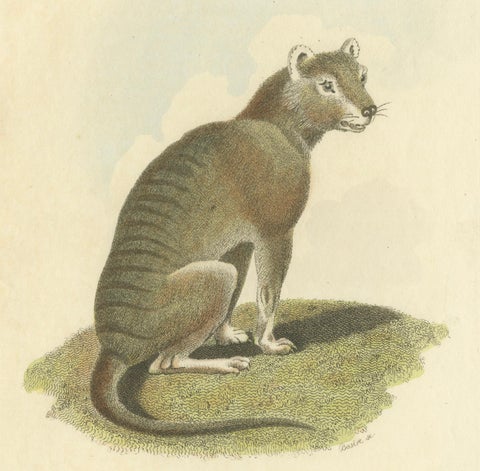 Antique Print with Hand Coloring of a Tasmanian Tiger or Tasmanian Wolf, close-up 3