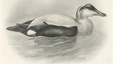 Eider Drake Swimming, Plate CLXXXVII after Lilian Medland, c. 1909, close-up 1
