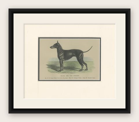 Antique Dog Print of a Black and Tan Terrier, circa 1890, shown framed