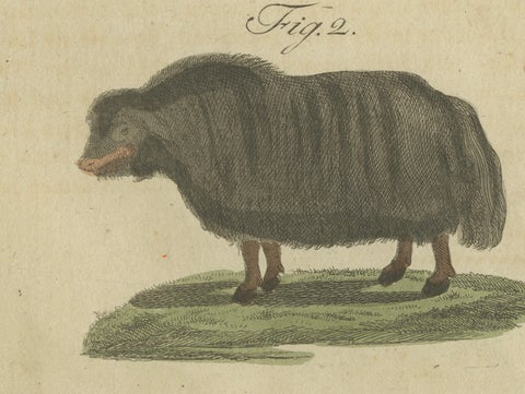 Antique Exotic Cattle, Yak & Buffalo Engraving, Bertuch, c. 1800, close-up 3