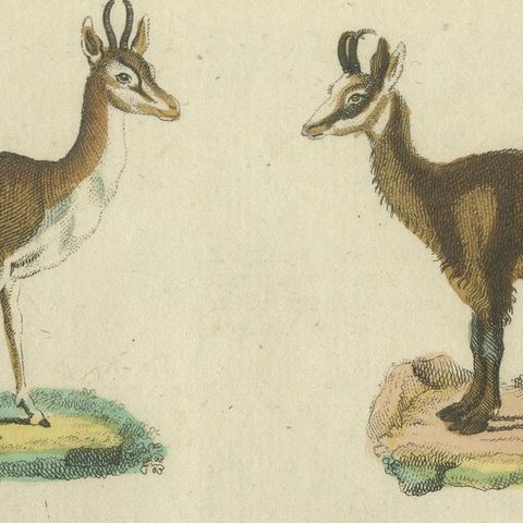 Original Hand-Colored Antique Print of various Antelope Species, circa 1820, close-up 5