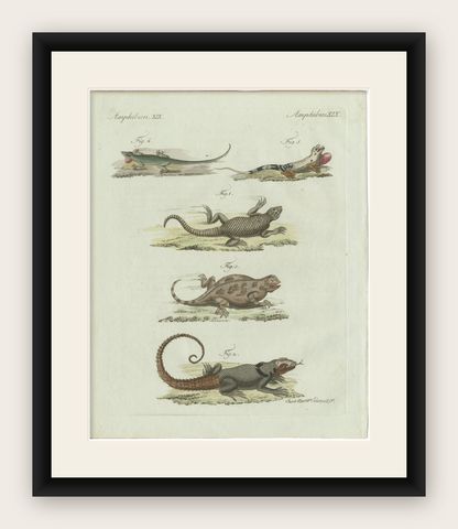 Original Antique Print of Five Exotic Lizards by Bertuch, 1802, shown framed