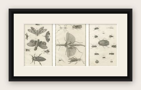Set of Three Antique Engravings of Insects from Diderot’s Encyclopédie, ca. 1770, shown framed