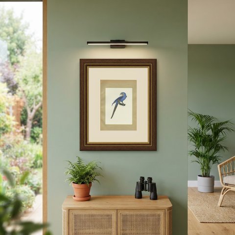 Hyacinth Macaw, Brazilian Bird Print, Descourtilz, 1944, shown framed on a wall