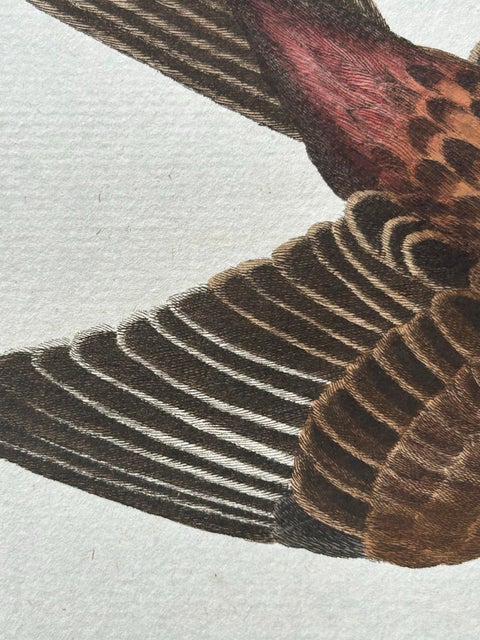 Twite, Fringilla Flavirostris, Antique Hand-Coloured Bird Print, 1809, view 6