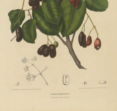Sizygium Jambolanum, Java Plum Botanical Lithograph c.1863, view 5
