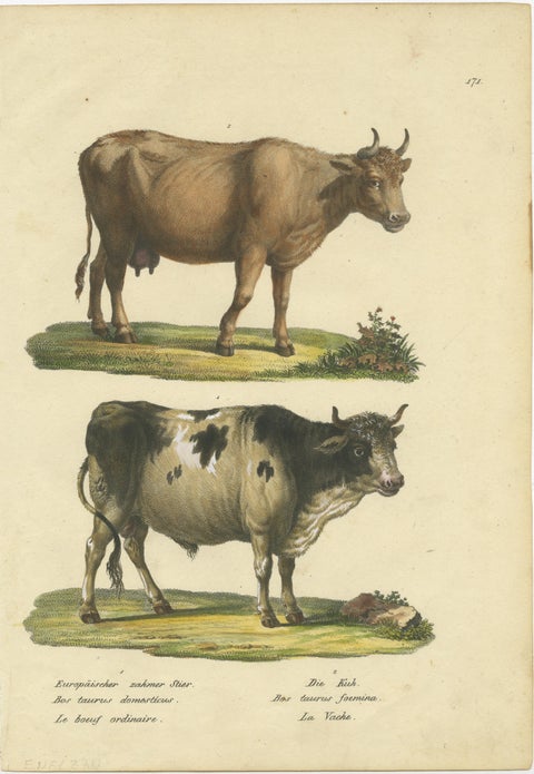Antique Hand Colored Print of a European Bull and Cow, view 2