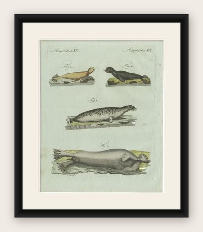 Original Antique Print of Four Seals by Bertuch, c. 1800, shown framed