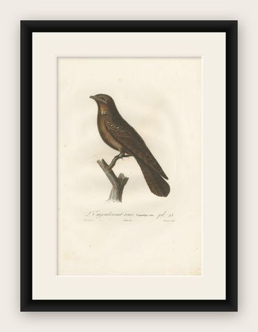 Antique Bird Print of a Rufous Nightjar by Vieillot '1807', shown framed