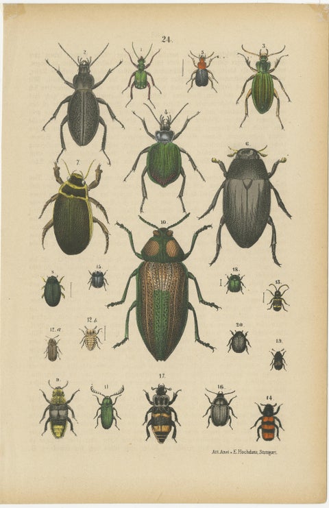 Set of 2 Antique Prints of various Beetles including a Rhinoceros Beetle, 1890, view 2