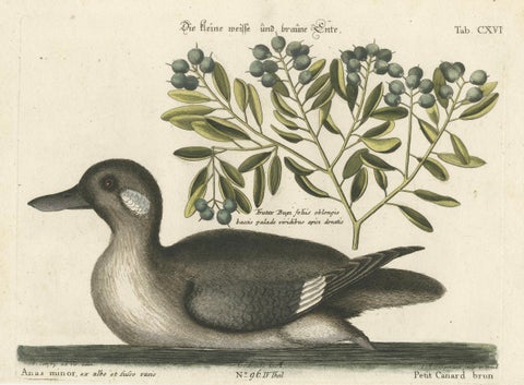 Engraving of the Small Brown and White Duck with Botanical Detail, circa 1770, close-up 4