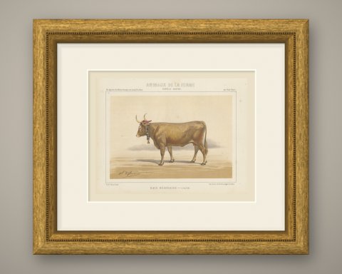 Béarnaise Cow with Bell Collar, French Cattle Chromolithograph, 1863, shown framed