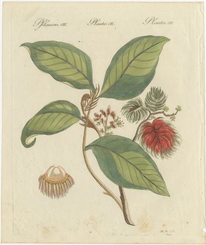 Rambutan Tropical Fruit Branch, Antique Bertuch Print, circa 1810, view 2
