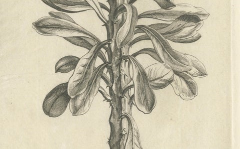 Botanical Engraving of Tithymalus Aiz Arbor from Caspar Commelin’s Work, 1706, close-up 1