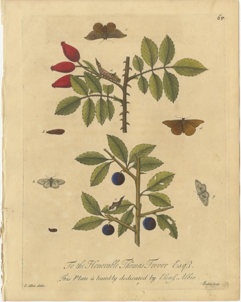 Antique Rose and Botanical Insect Engravings, Decorative Natural History, 1720, view 2