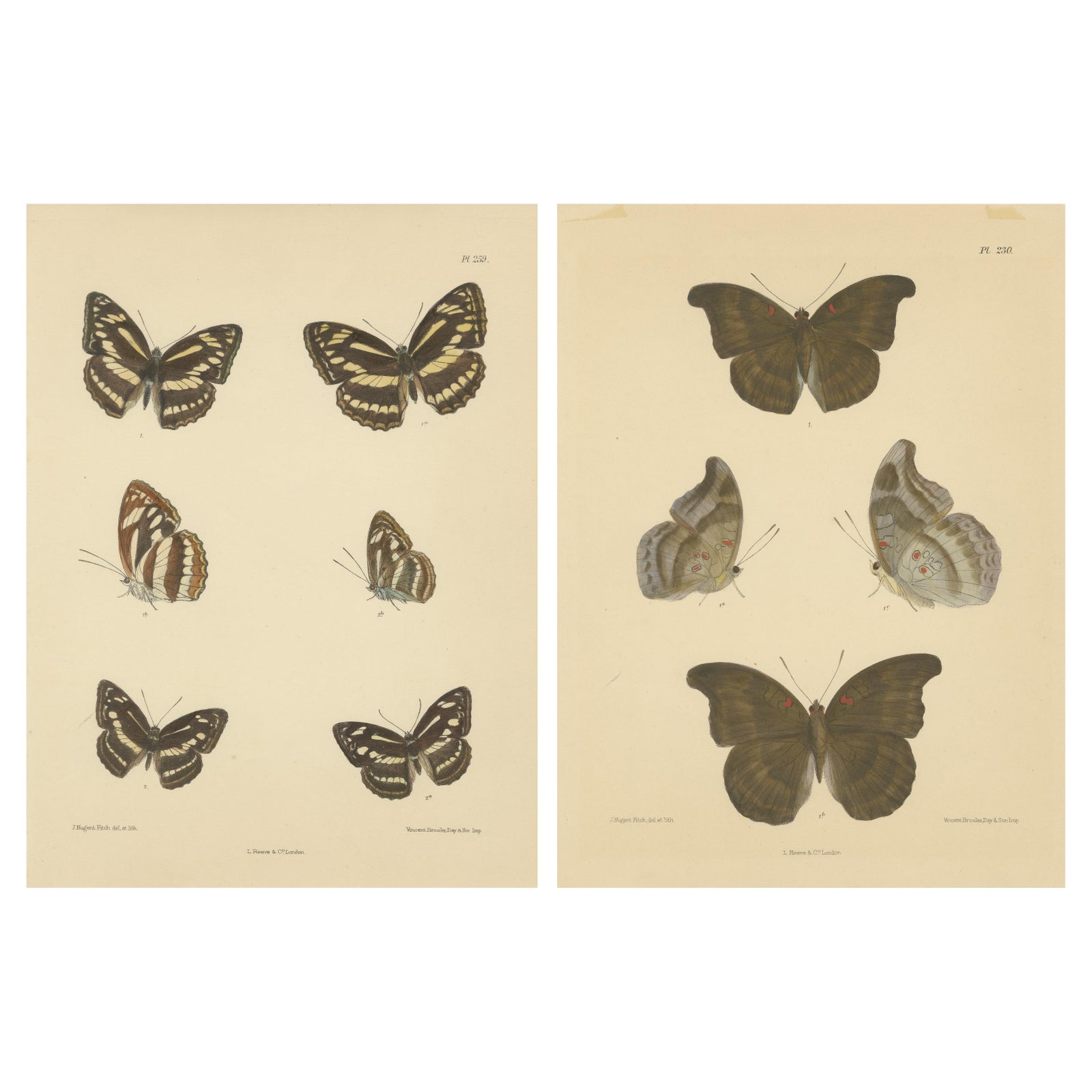 Victorian Butterfly Wonders: Stunning Hand-Colored Lithographs, 1878