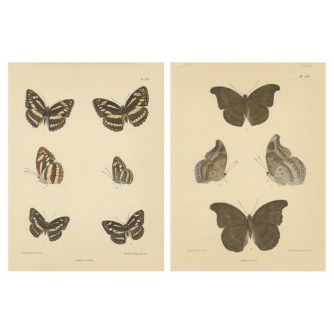 Victorian Butterfly Wonders: Stunning Hand-Colored Lithographs, 1878