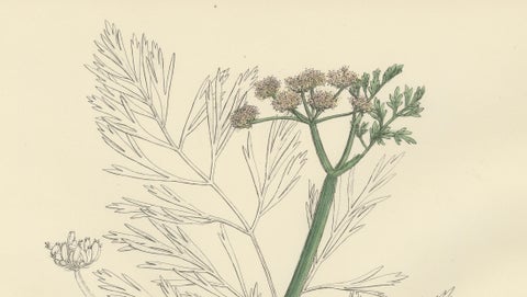 Antique British Botanical Print of River Water-Dropwort, Hand-Colored, c.1902, close-up 3