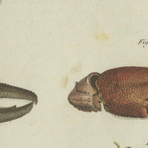 Fascinating Crustaceans and Marine Anatomy: Hand-Colored 19th-Century Engraving, close-up 6