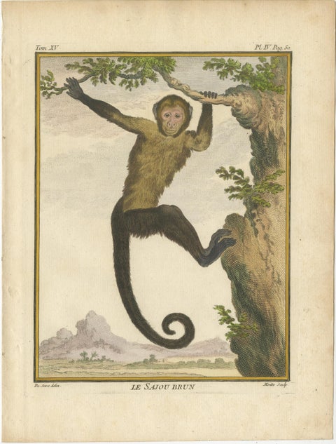 Set of 3 Antique Monkey Prints, Capuchin Species, Spider Monkey, view 2