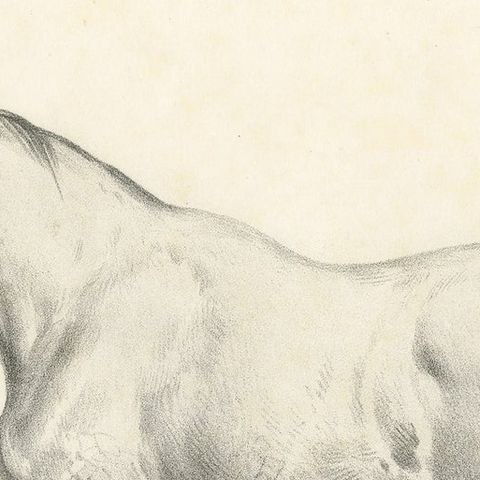 Original Antique Print of a Navarrin Horse, an Extinct Breed from France, close-up 1