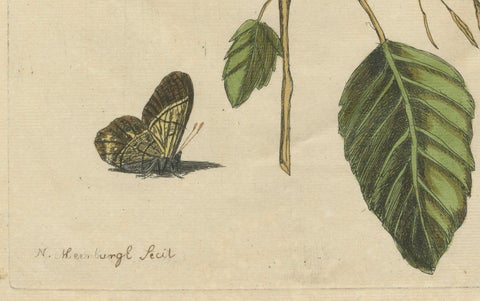 Exotic Wildflower with Butterflies, Rare Botanical Engraving by Meerburgh, 1775, close-up 4