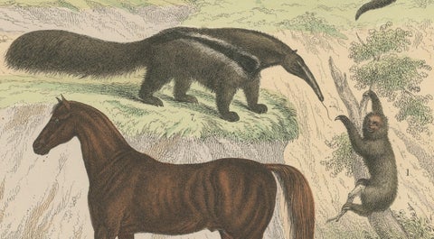 Mammals Print: Horse, Zebra, Anteater & Pangolin, Antique 1867, close-up 4