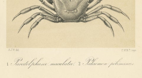 Antique Scientific Print of Sumatran Crab and Prawn, Midden-Sumatra c.1887, close-up 6