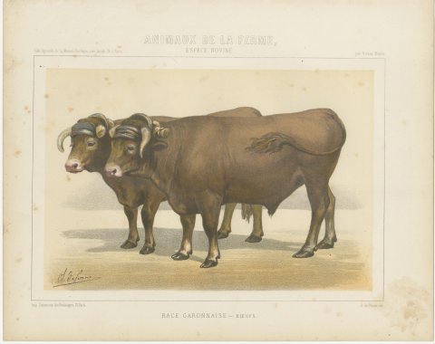 Garonnais Oxen, French Cattle Breed, Antique Chromolithograph by Borie, 1863, view 2