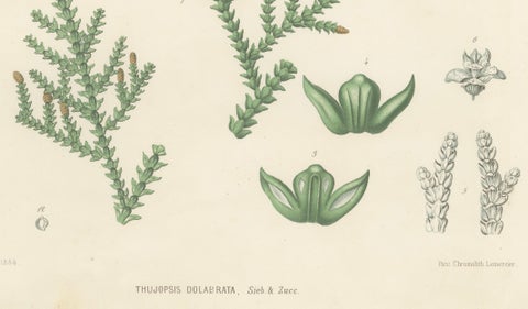 Antique Botanical Lithograph, Thuopsis Dolabrata, Siebold Zuccarini, 1856, close-up 5