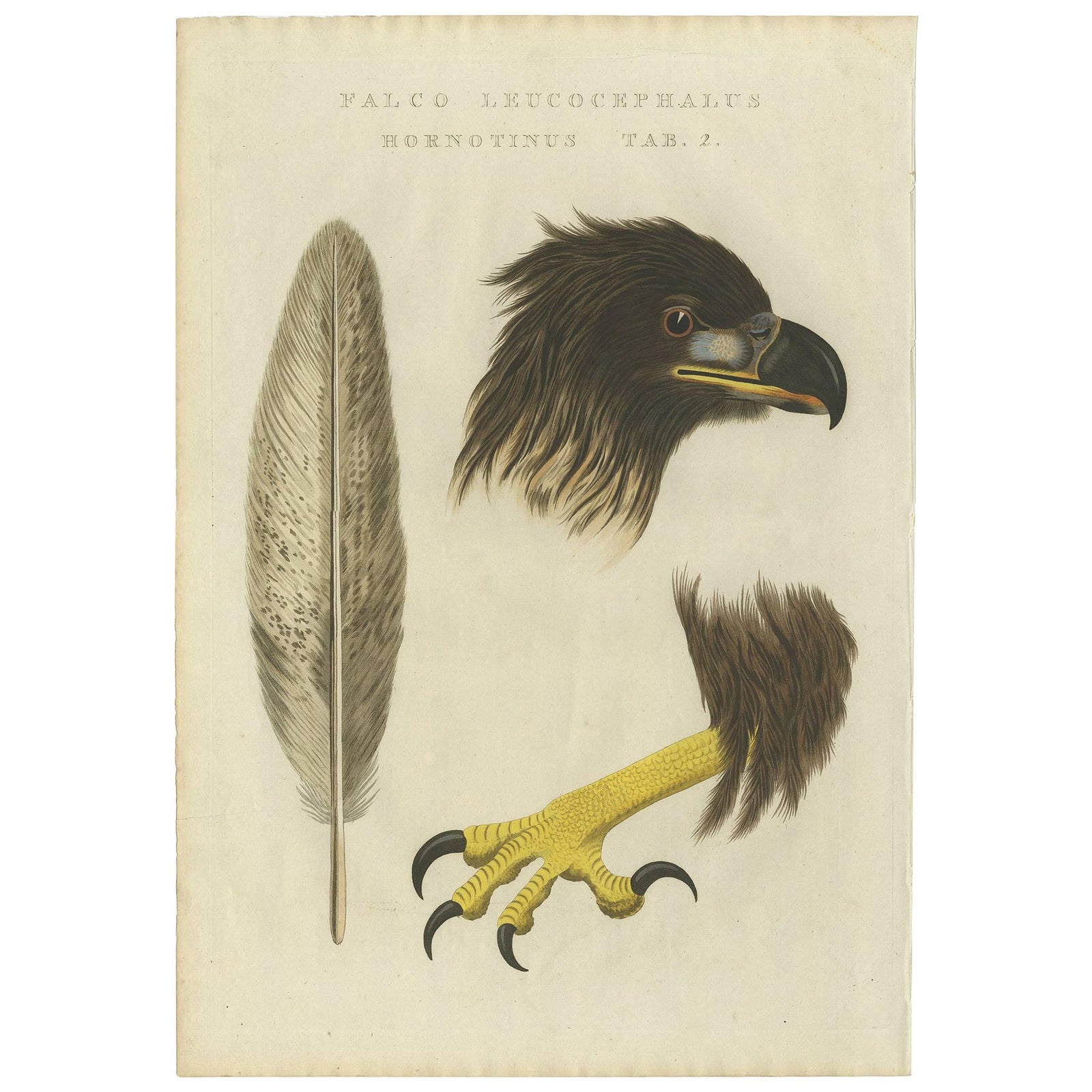 White-Tailed Eagle, Falco leucocephalus hornotinus, Netherlands, 1829
