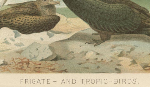 Antique Frigate Bird & Tropic Bird Print, Coastal Scene Lithograph, c.1895, close-up 4