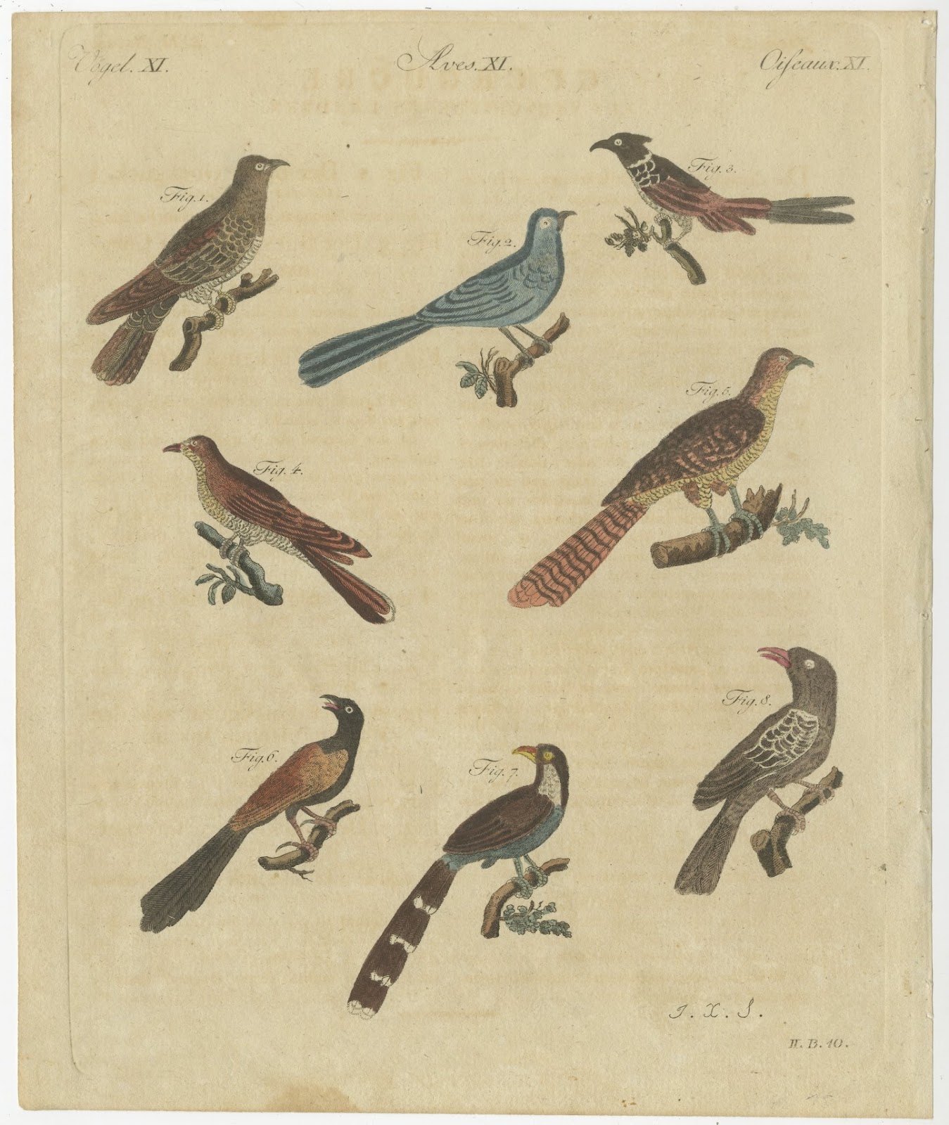 Eight Cuckoos from Around the World, Antique Bertuch Print, circa 1805