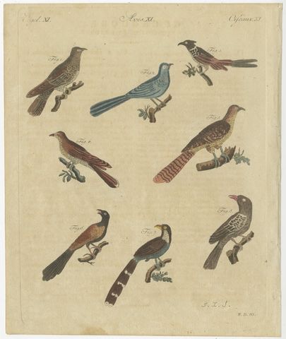Eight Cuckoos from Around the World, Antique Bertuch Print, circa 1805